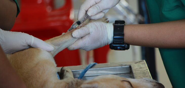 Top 10 Advancements in Veterinary Lab and Technology: Revolutionizing Pet Healthcare