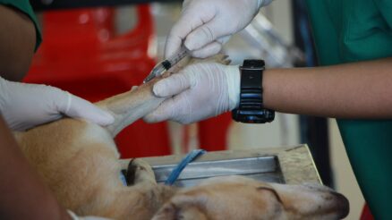 Top 10 Advancements in Veterinary Lab and Technology: Revolutionizing Pet Healthcare